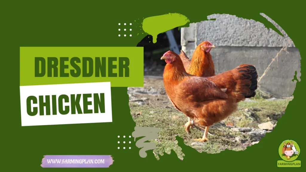 dresdner chicken