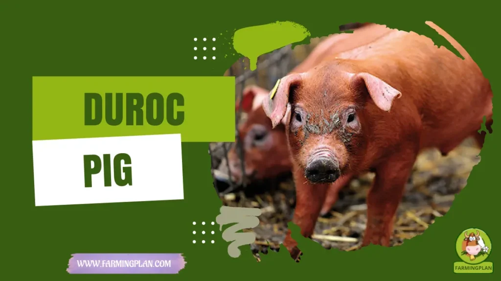 duroc pig
