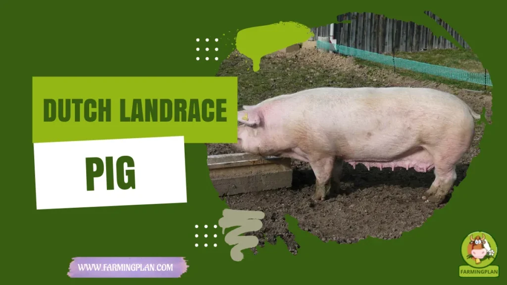 dutch landrace pig