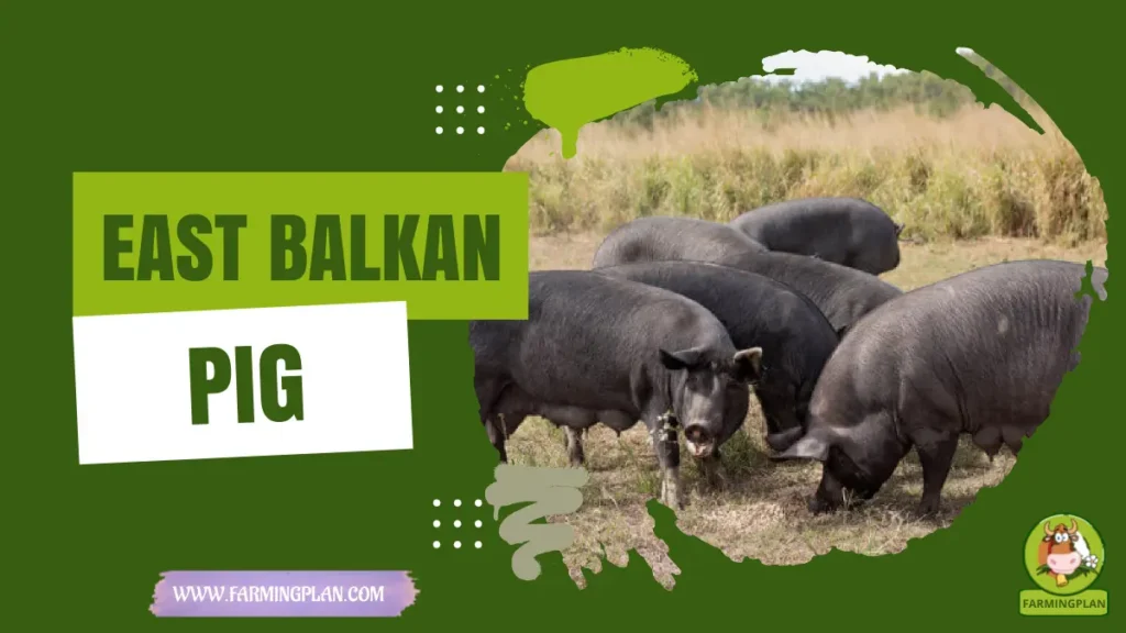 East Balkan Pig