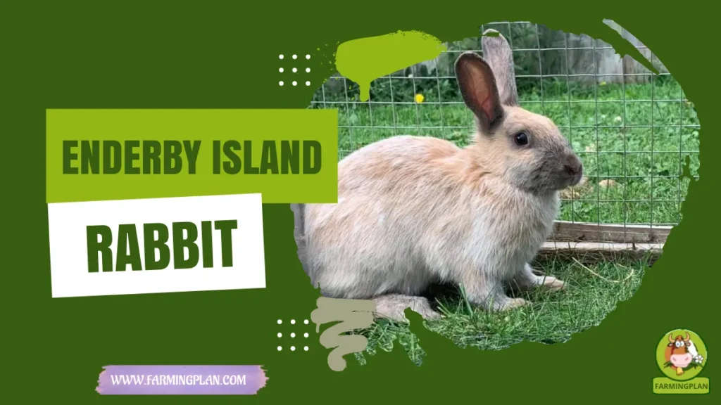 Enderby Island Rabbit