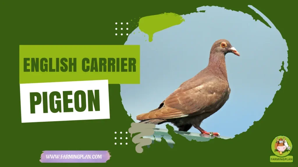 english carrier pigeon