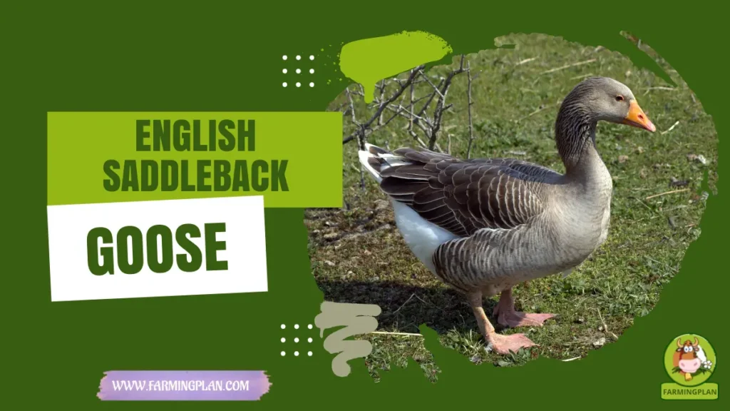 english saddleback goose