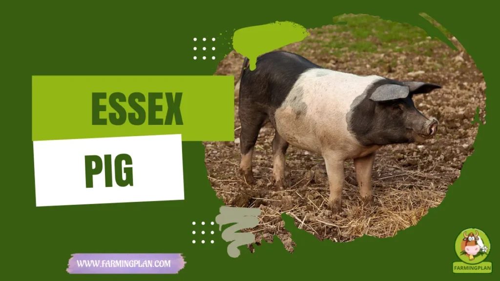 Essex Pig