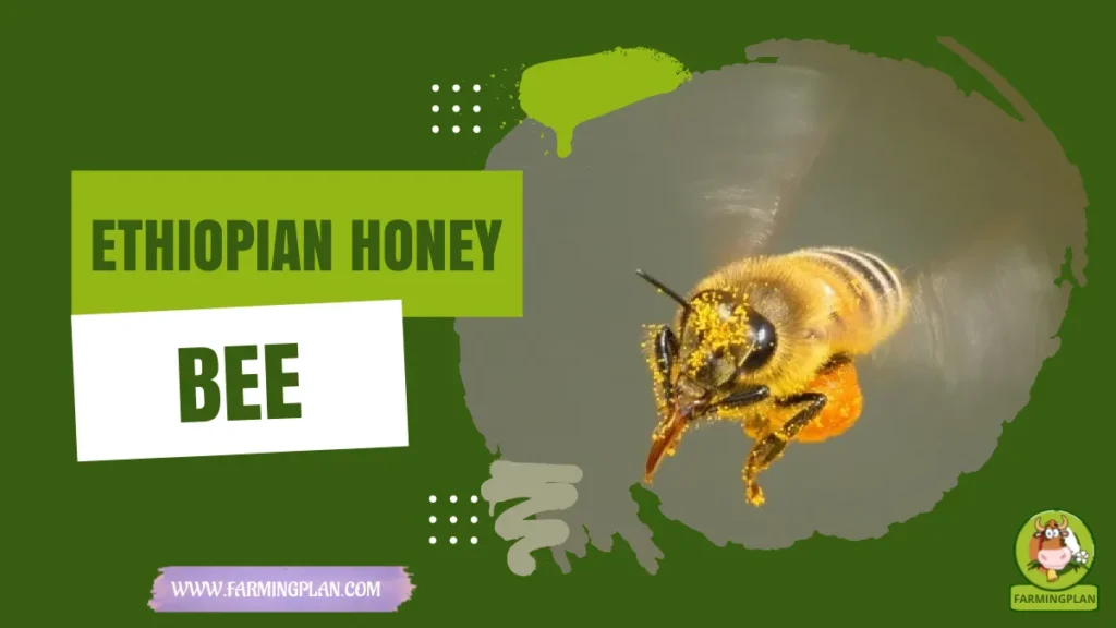 ethiopian honey bee
