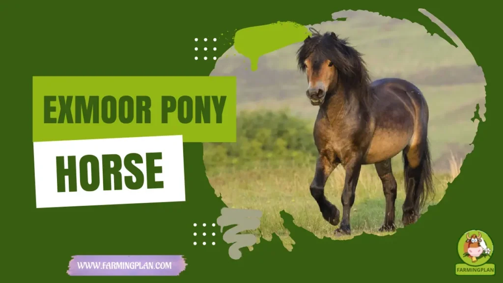 Exmoor Pony Horse