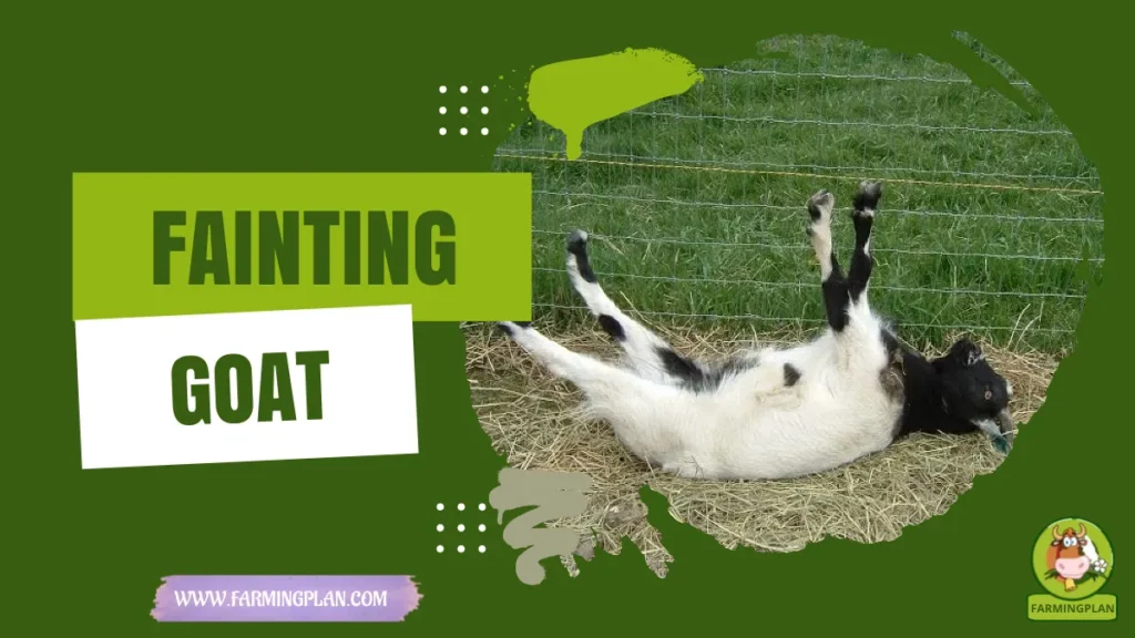 fainting goat