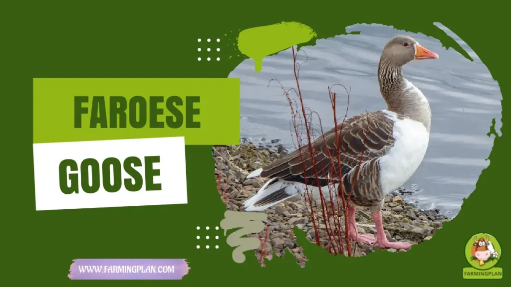 faroese goose
