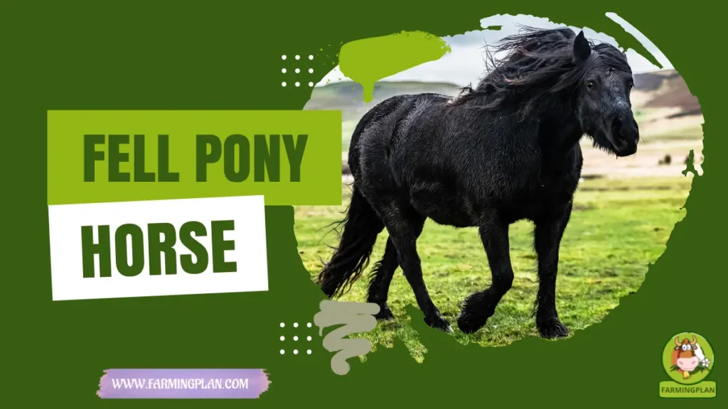 fell pony horse