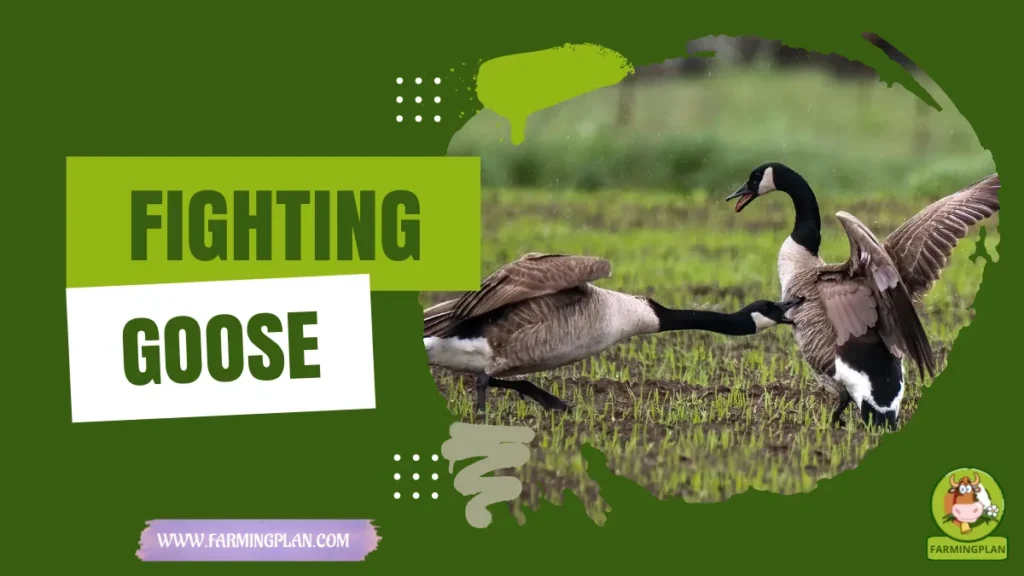 fighting goose