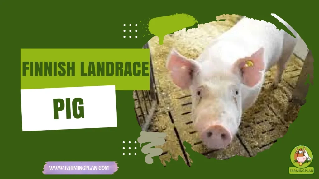 finnish landrace pig