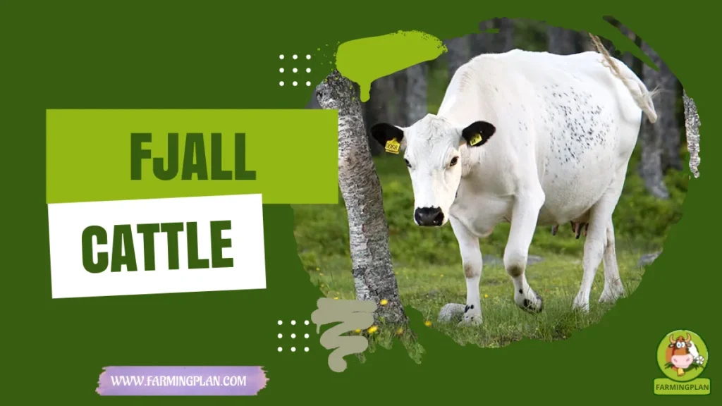 fjall cattle