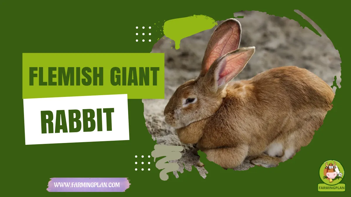 flemish giant rabbit