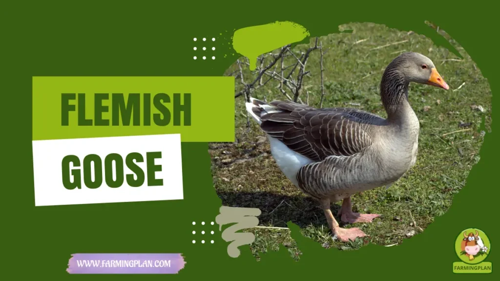 Flemish Goose