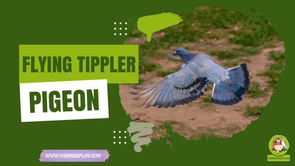 flying tippler pigeon