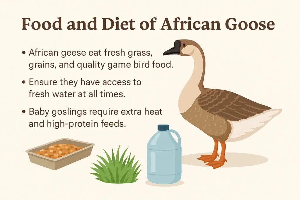 Food and Diet of African Goose