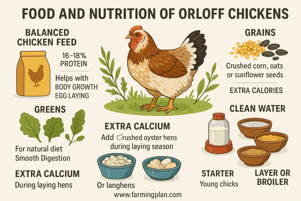 food and nutrition of orloff chickens