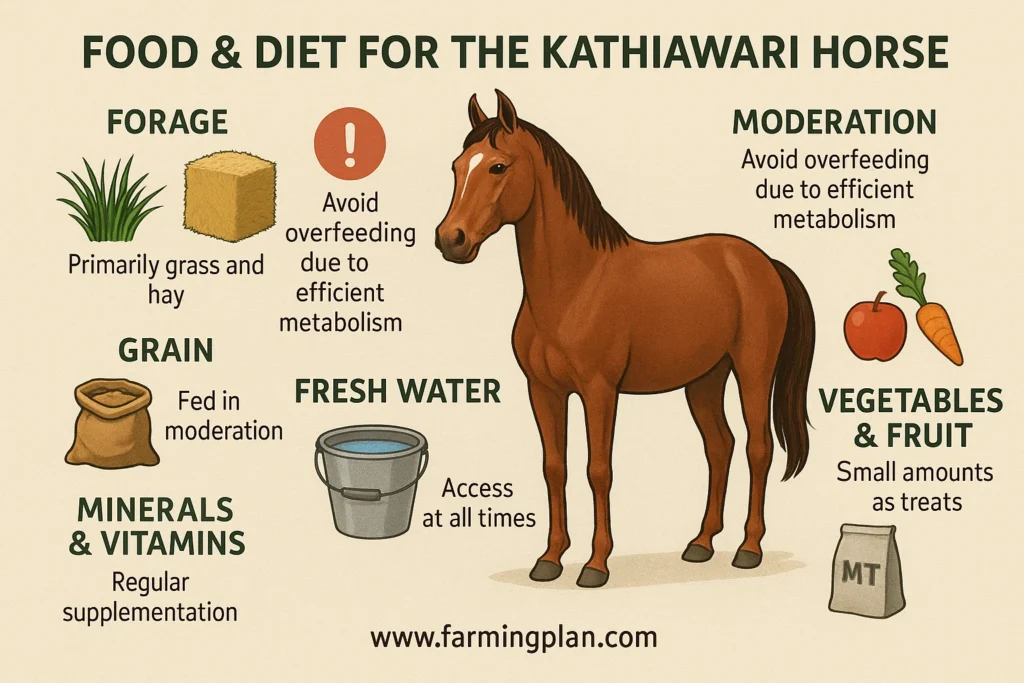 food & diet for the kathiawari horse