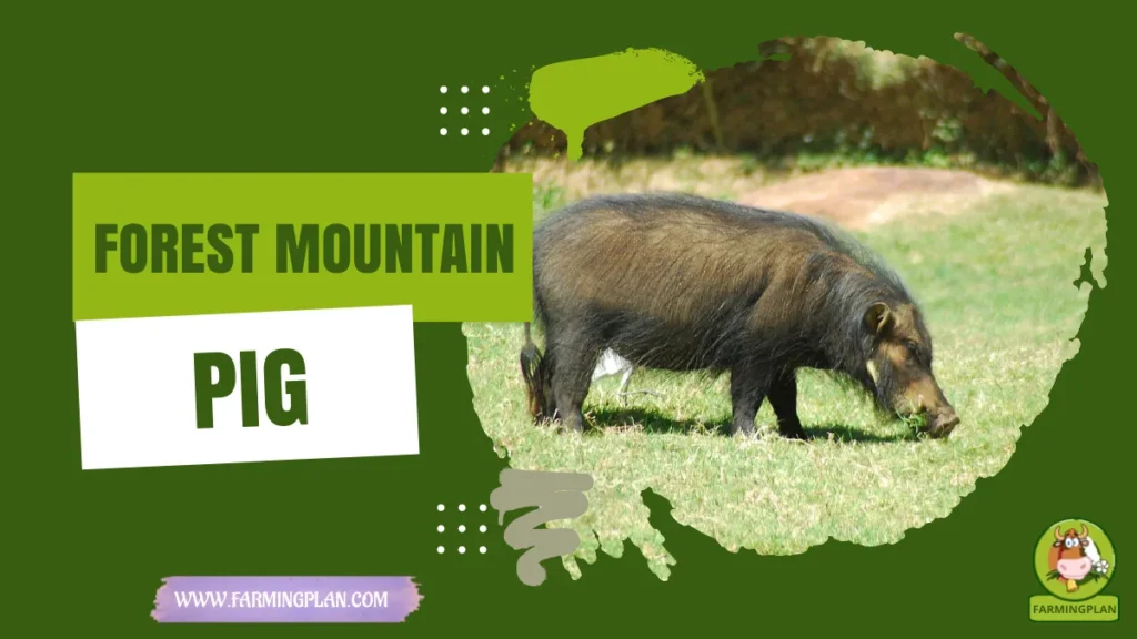 forest mountain pig