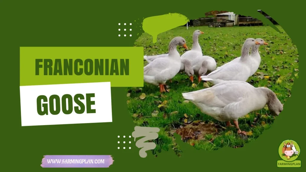 franconian goose