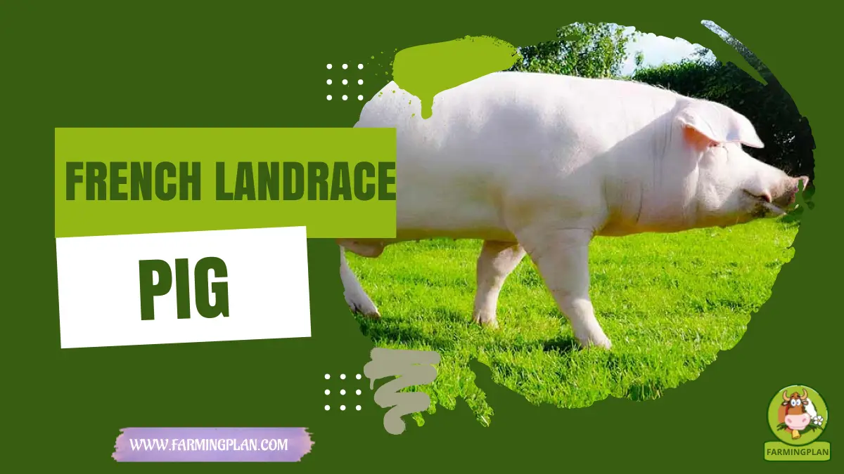 french landrace pig