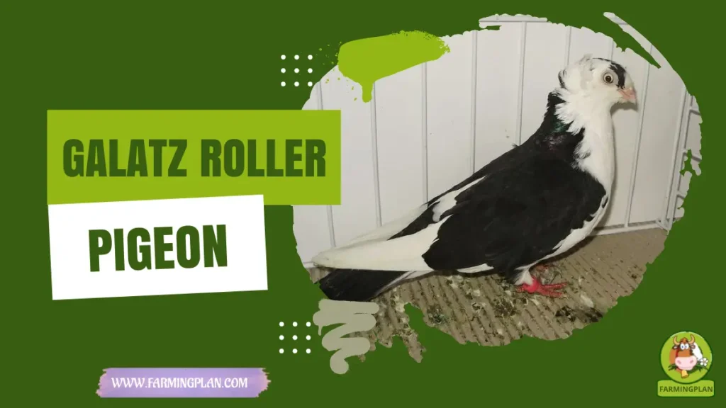 galatz roller pigeon