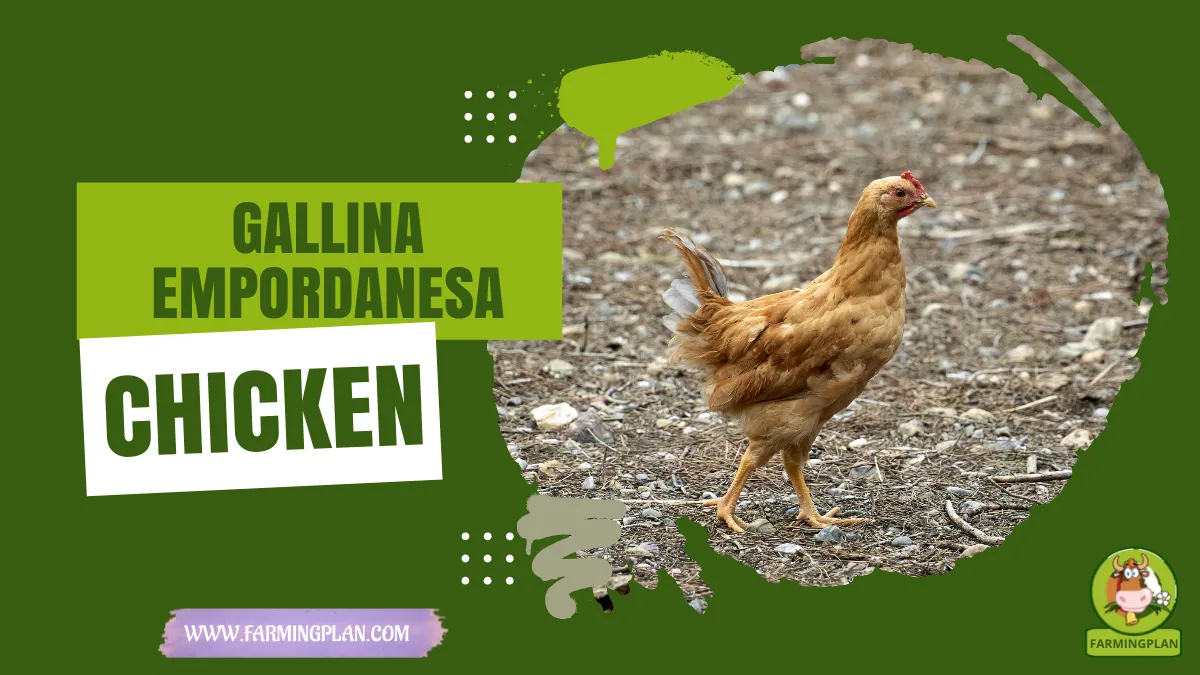 gallina empordanesa chicken