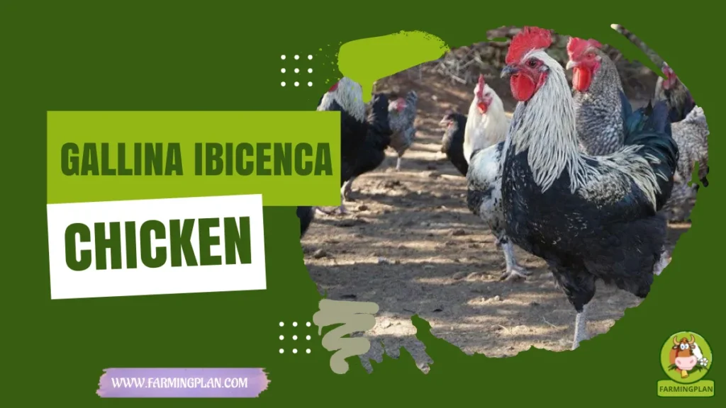 gallina ibicenca chicken
