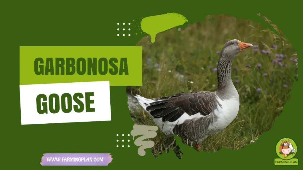 garbonosa goose