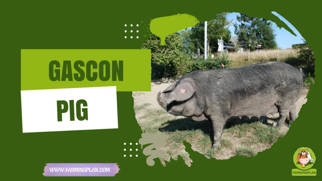 gascon pig