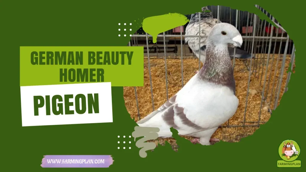 german beauty homer pigeon