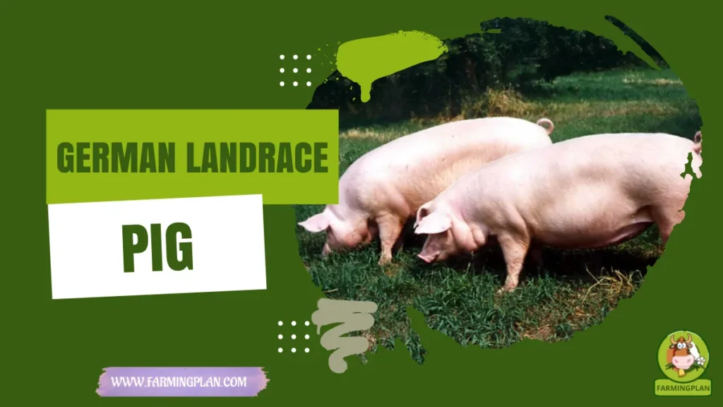german landrace pig