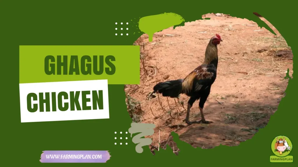 Ghagus Chicken