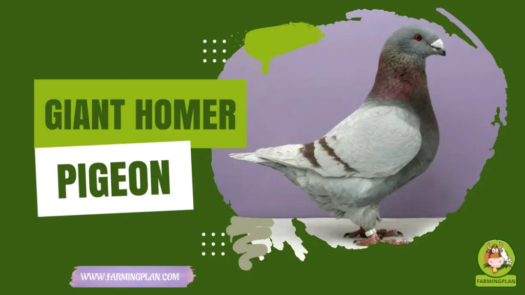 giant homer pigeon