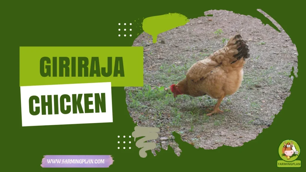 giriraja chicken