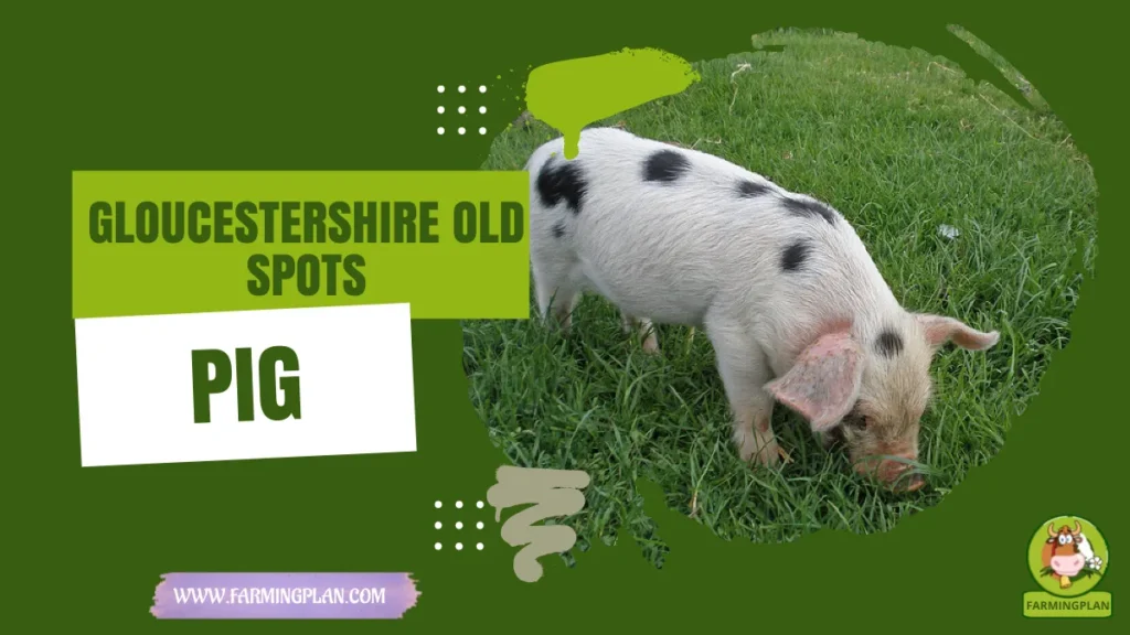 Gloucestershire Old Spots Pig