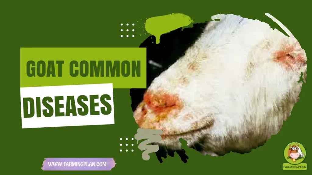 goat common diseases