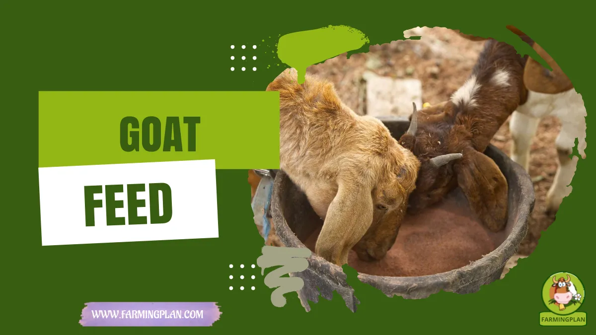 goat feed
