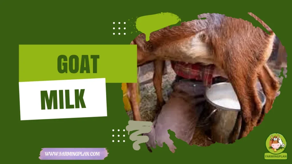 goat milk
