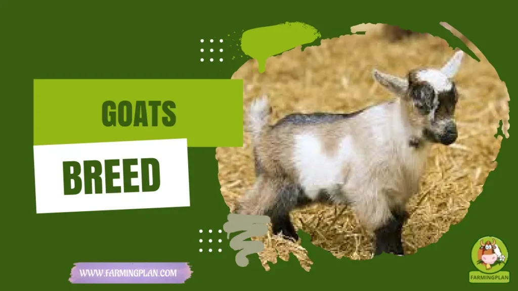 goats breed