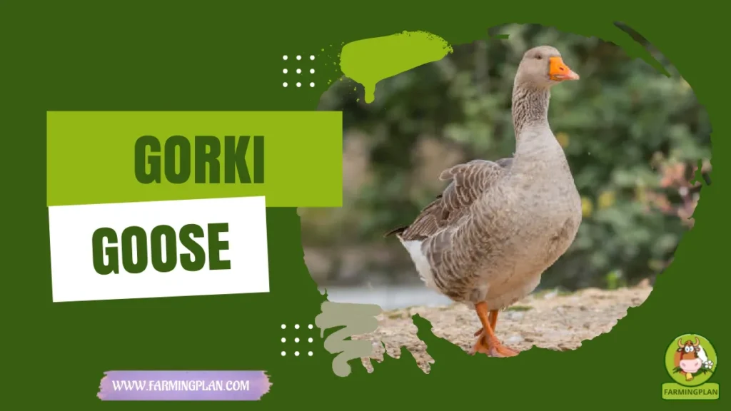 gorki goose