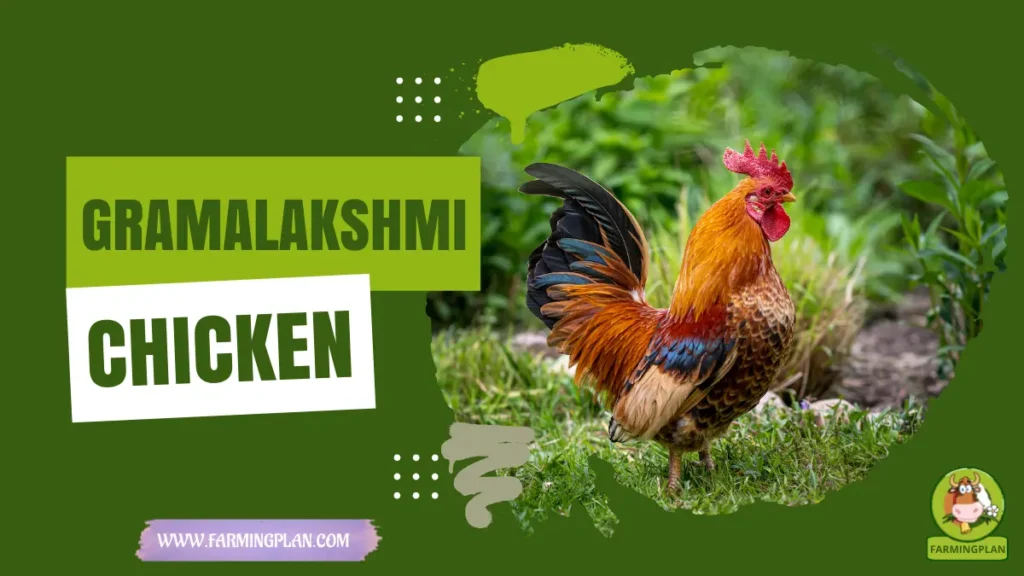 Gramalakshmi Chicken