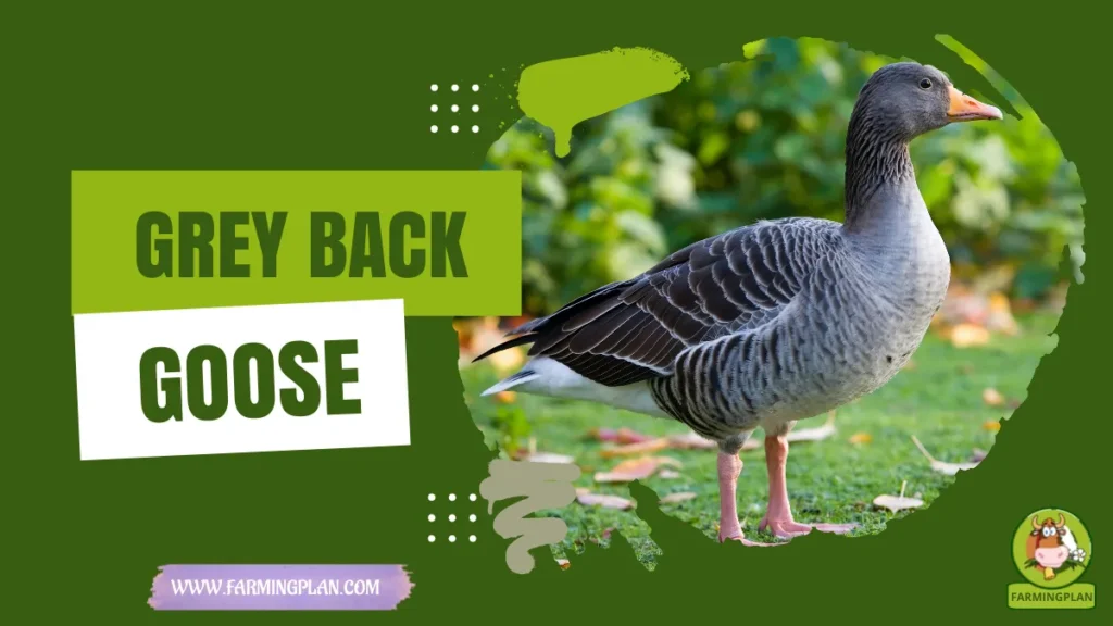 grey back goose