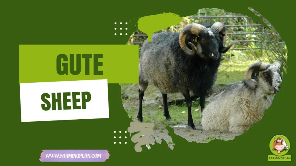Gute Sheep