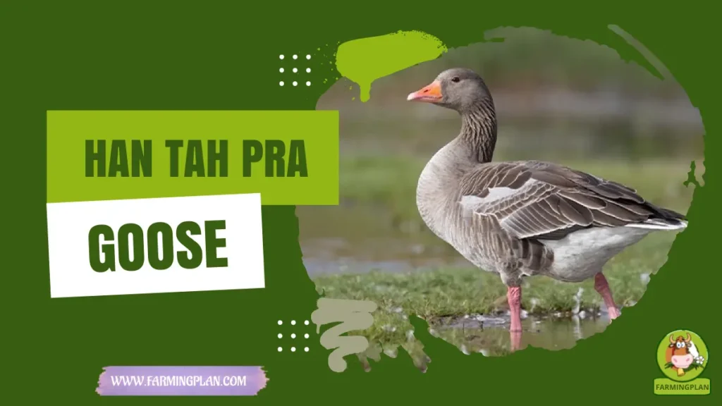 han tah pra goose