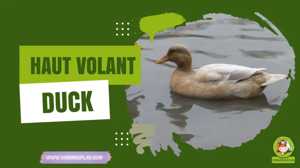 Haut-Volant Duck