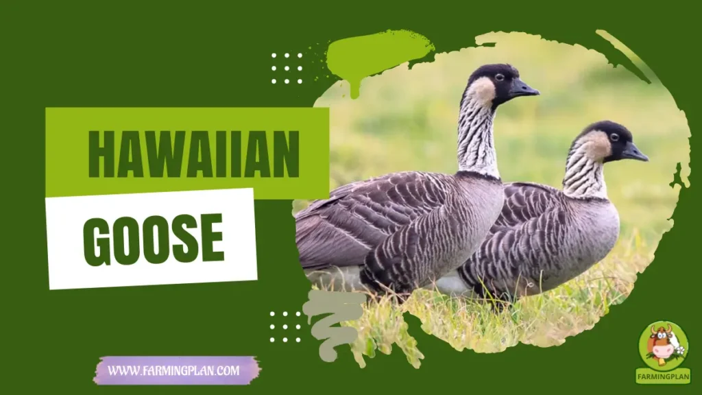 hawaiian goose