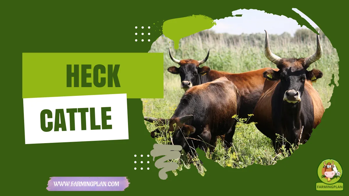 heck cattle