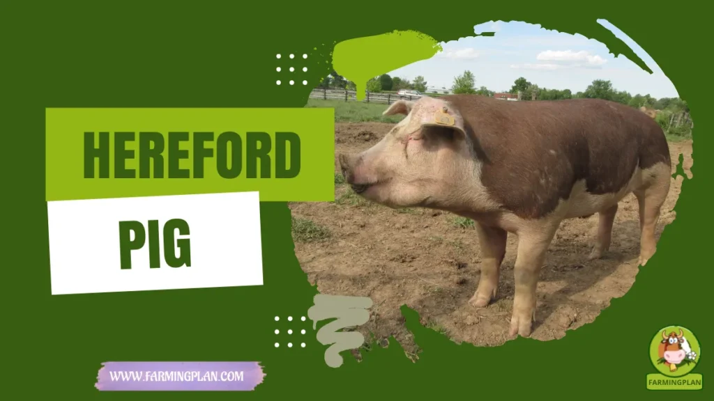 Hereford Pig