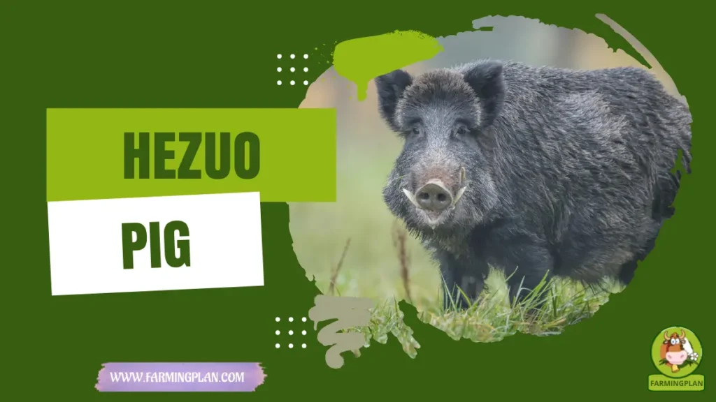 hezuo pig